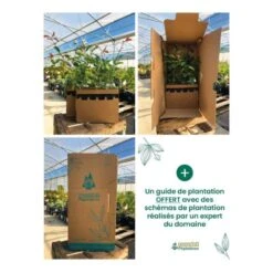 Kit Haie Plein Sud - 10 Jeunes Plants - 10 Jeunes Plants : Taille 20/40cm 7 Kit Haie Plein Sud - 10 Jeunes Plants - 10 Jeunes Plants : Taille 20/40cm -Ryobi Jardin Boutique 6498bc7ba38600.55167975