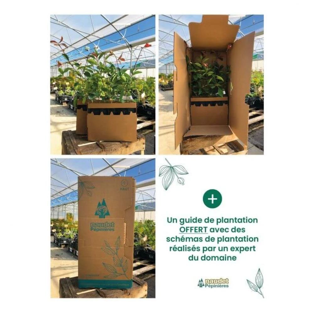 Kit Haie Plein Sud - 10 Jeunes Plants - 10 Jeunes Plants : Taille 20/40cm 4 Kit Haie Plein Sud - 10 Jeunes Plants - 10 Jeunes Plants : Taille 20/40cm – Image 4