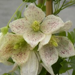 Clématite Cireuse Cirrhosa Winter Parasol®/pot De 1,5l - Tuteur Bambou 30/60 Cm