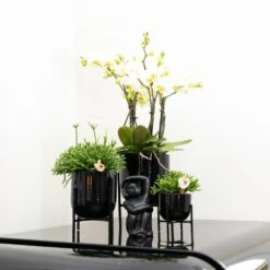 Rhipsalis Baccifera - H15cm, ø9cm - Plante D'intérieur -Ryobi Jardin Boutique 6638490801f056b7