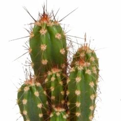 Cactus, Box De 5 Plantes - H8cm, ø5,5cm - Plantes D'intérieur 8 Cactus, Box De 5 Plantes - H8cm, ø5,5cm - Plantes D'intérieur -Ryobi Jardin Boutique 664e171e2bda6fec