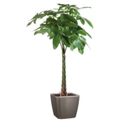 Pachira Tressé : H.150/160cm, Pot D.27cm -Ryobi Jardin Boutique 674123 002