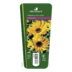 Soleil Vivace : Lot De 3 Godets 7 Soleil Vivace : Lot De 3 Godets -Ryobi Jardin Boutique 682893 001