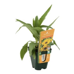 Soleil Vivace : Lot De 3 Godets 6 Soleil Vivace : Lot De 3 Godets -Ryobi Jardin Boutique 682893 002