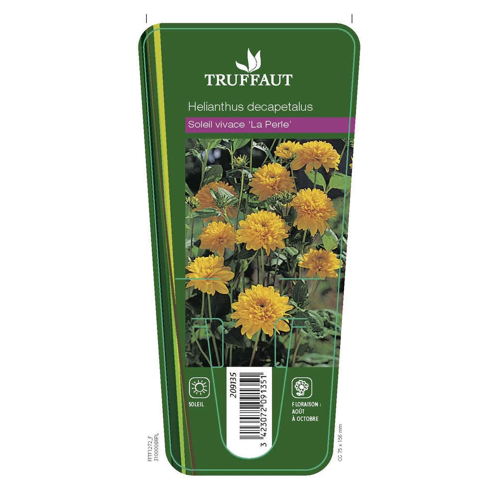 Soleil Vivace : Lot De 3 Godets 1 Soleil Vivace : Lot De 3 Godets