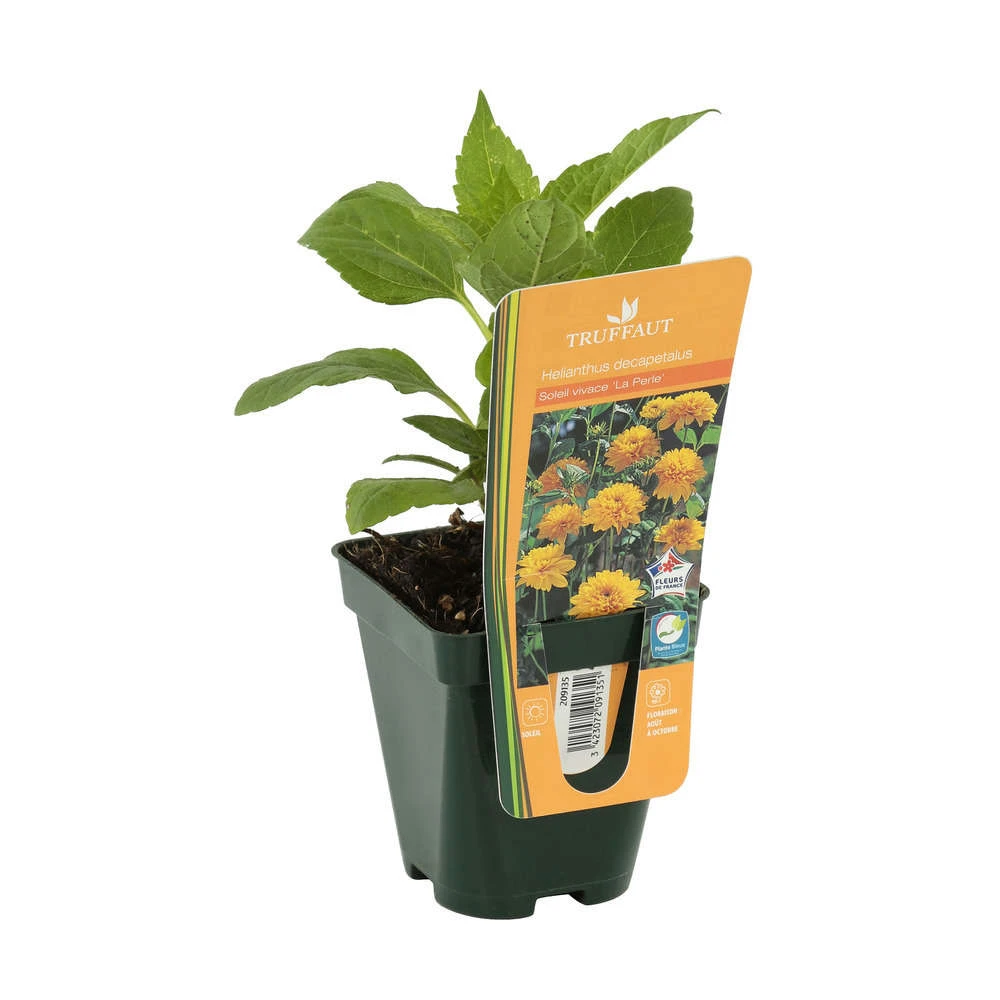 Soleil Vivace : Lot De 3 Godets 2 Soleil Vivace : Lot De 3 Godets – Image 2