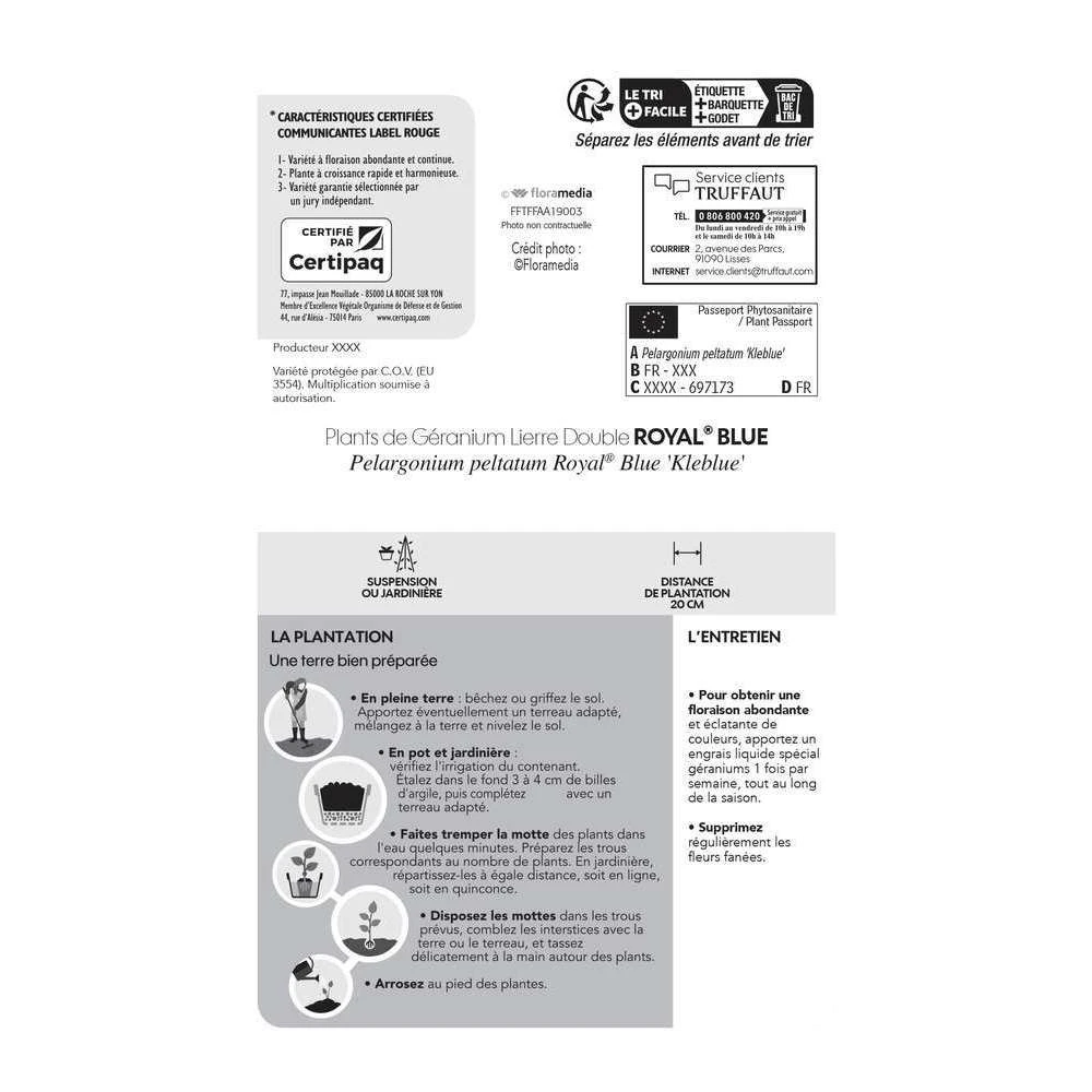 Géranium Lierre Double 'Royal® Blue' Label Rouge : 10 Plants 4 Géranium Lierre Double 'Royal® Blue' Label Rouge : 10 Plants – Image 4