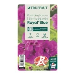 Géranium Lierre Double 'Royal® Blue' Label Rouge : 10 Plants 6 Géranium Lierre Double 'Royal® Blue' Label Rouge : 10 Plants -Ryobi Jardin Boutique 697173 008