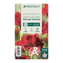 Géranium Lierre Double 'Marcada® Dark Red' Label Rouge : 10 Plants 6 Géranium Lierre Double 'Marcada® Dark Red' Label Rouge : 10 Plants -Ryobi Jardin Boutique 697174 006