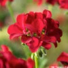 Géranium Lierre Double 'Marcada® Dark Red' Label Rouge : 10 Plants