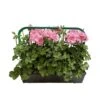 Géranium Lierre Double 'Royal® Light Pink' Label Rouge : 10 Plants