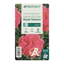 Géranium Lierre Double 'Royal® Salmon' Label Rouge : 10 Plants 8 Géranium Lierre Double 'Royal® Salmon' Label Rouge : 10 Plants -Ryobi Jardin Boutique 697176 013
