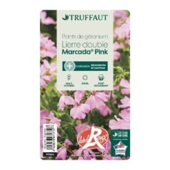 Géranium Lierre Double 'Marcada® Pink' Label Rouge : 10 Plants -Ryobi Jardin Boutique 697177 007
