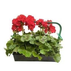 Géranium Zonale 'Sunrise® Fernando' Label Rouge : 10 Plants 7 Géranium Zonale 'Sunrise® Fernando' Label Rouge : 10 Plants -Ryobi Jardin Boutique 697186 002