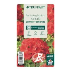 Géranium Zonale 'Sunrise® Fernando' Label Rouge : 10 Plants 8 Géranium Zonale 'Sunrise® Fernando' Label Rouge : 10 Plants -Ryobi Jardin Boutique 697186 004