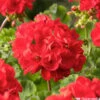 Géranium Zonale 'Sunrise® Fernando' Label Rouge : 10 Plants