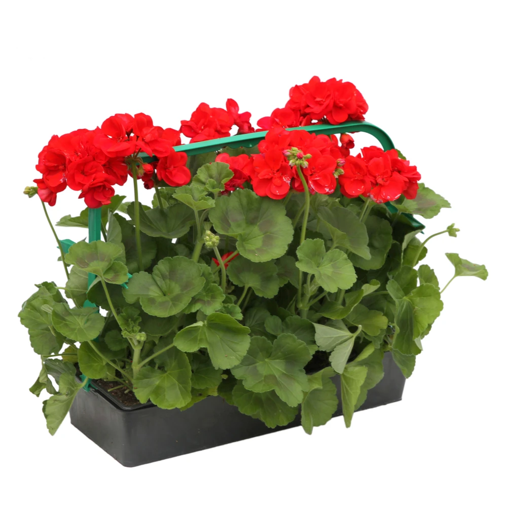 Géranium Zonale 'Sunrise® Fernando' Label Rouge : 10 Plants 2 Géranium Zonale 'Sunrise® Fernando' Label Rouge : 10 Plants – Image 2