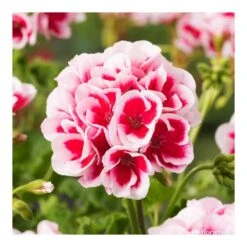 Géranium Zonale Americana® White Splash Improved'Label Rouge:10 Plants 8 Géranium Zonale Americana® White Splash Improved'Label Rouge:10 Plants -Ryobi Jardin Boutique 697188 005