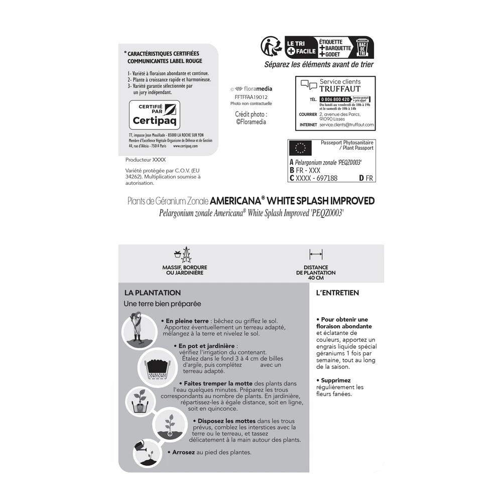 Géranium Zonale Americana® White Splash Improved'Label Rouge:10 Plants 6 Géranium Zonale Americana® White Splash Improved'Label Rouge:10 Plants – Image 6