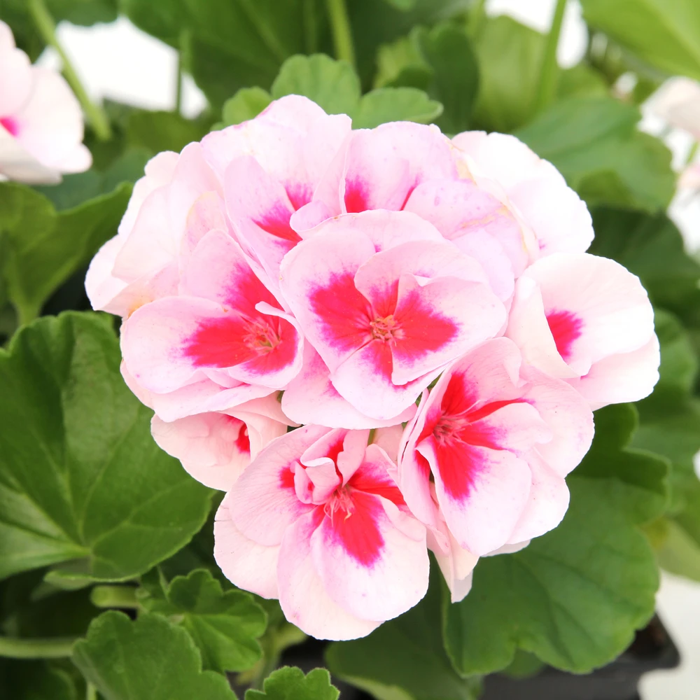 Géranium Zonale Americana® White Splash Improved'Label Rouge:10 Plants 1 Géranium Zonale Americana® White Splash Improved'Label Rouge:10 Plants