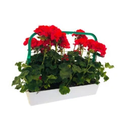 Géranium Zonale 'Tango® Neon Purple' Label Rouge : 10 Plants 7 Géranium Zonale 'Tango® Neon Purple' Label Rouge : 10 Plants -Ryobi Jardin Boutique 697190 002