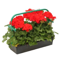 Géranium Zonale 'Compact Line Vulkan 09' Label Rouge : 10 Plants -Ryobi Jardin Boutique 697192 2080104