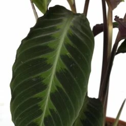 Calathea Warscewiczii - H70cm, ø19cm - Grande Plante D'intérieur -Ryobi Jardin Boutique 6b4a7b366e9224cd