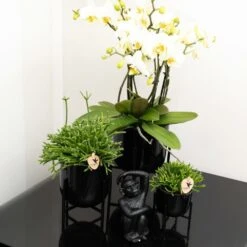 Rhipsalis Baccifera - H15cm, ø9cm - Plante D'intérieur -Ryobi Jardin Boutique 6c20d128ee866f20