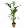Palmier Kentia Xxl - H150cm, ø24cm - Très Grande Plante D'intérieur