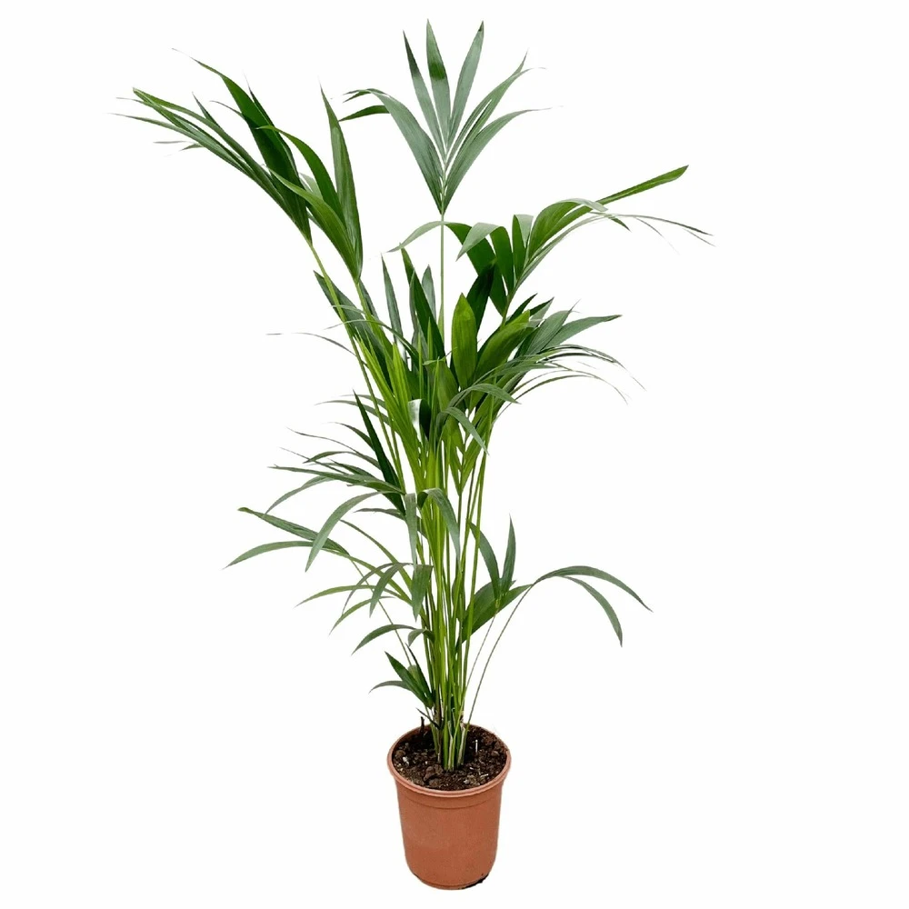 Palmier Kentia Xxl - H150cm, ø24cm - Très Grande Plante D'intérieur 1 Palmier Kentia Xxl - H150cm, ø24cm - Très Grande Plante D'intérieur