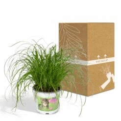 Herbe à Chat - H20cm, ø12cm - Plante D'intérieur 9 Herbe à Chat - H20cm, ø12cm - Plante D'intérieur -Ryobi Jardin Boutique 6f32ed9d24c25498