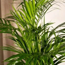 Palmier Areca - H85cm, ø19cm - Grande Plante D'intérieur 7 Palmier Areca - H85cm, ø19cm - Grande Plante D'intérieur -Ryobi Jardin Boutique 6f56f8db5800361c