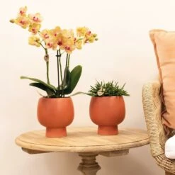 Orchidée Orange Phalaenopsis - H35cm, ø9cm - Plante D'intérieur Fleurie 7 Orchidée Orange Phalaenopsis - H35cm, ø9cm - Plante D'intérieur Fleurie -Ryobi Jardin Boutique 7144c80f3341c247