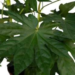 Fatsia Japonica Vert - H85cm, ø21cm - Grande Plante D'intérieur -Ryobi Jardin Boutique 725bbc52df22b7fb