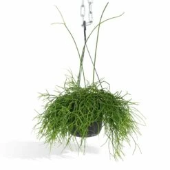 Rhipsalis Baccifera - H30cm, ø12cm - Plante D'intérieur Tombante