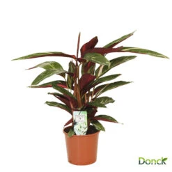 Calathea D17H65cm