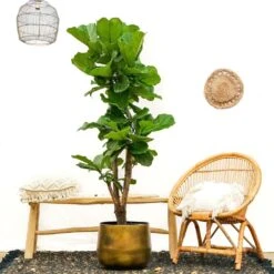 Ficus Lyrata Xxl - H160cm, ø30cm - Très Grande Plante D'intérieur -Ryobi Jardin Boutique 74401ca0208fff45