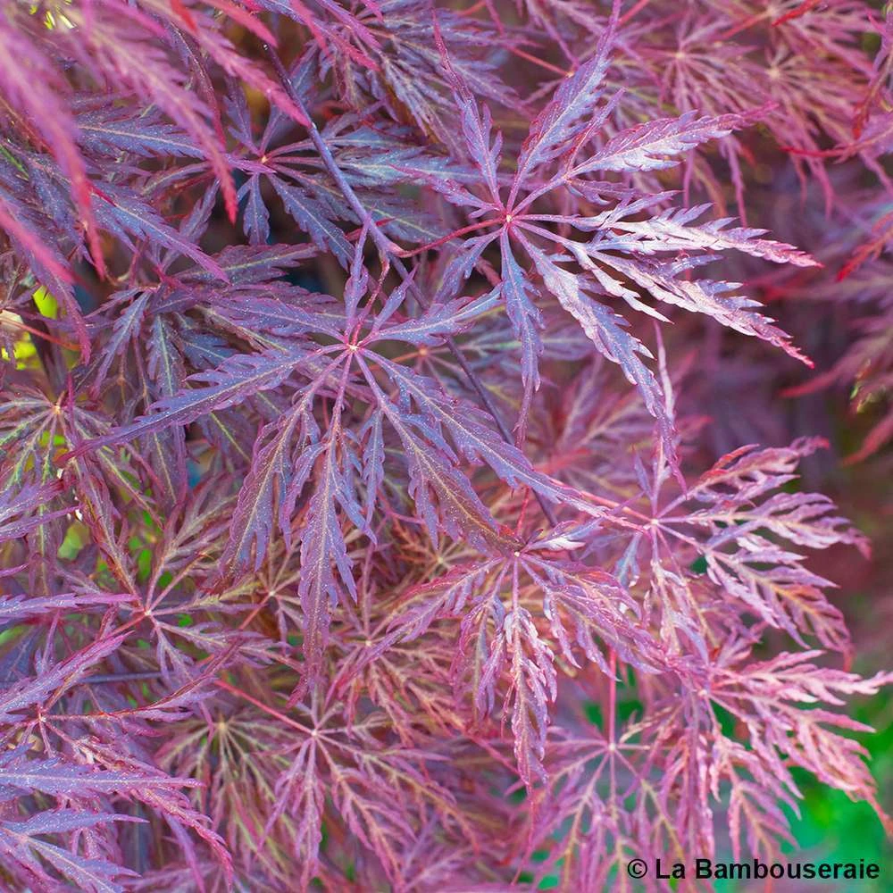 L'Acer Palmatum Dissectum Inaba Shidare : Pot 15L 3 L'Acer Palmatum Dissectum Inaba Shidare : Pot 15L – Image 3