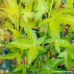 Acer Palmatum Shirasawanum Aureum C7L H.60/80cm 5 Acer Palmatum Shirasawanum Aureum C7L H.60/80cm -Ryobi Jardin Boutique 748251 001