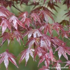 Acer Japonicum 'Palmatum Blood Good' C3L H.40/60cm -Ryobi Jardin Boutique 748255 002