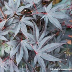 Acer Japonicum 'Palmatum Blood Good' C3L H.40/60cm -Ryobi Jardin Boutique 748255 003