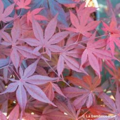 Acer Japonicum 'Palmatum Blood Good' C7L H.60/80cm 9 Acer Japonicum 'Palmatum Blood Good' C7L H.60/80cm -Ryobi Jardin Boutique 748257 004