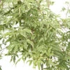 Acer Palmatum Butterfly : C3L H.40/60cm