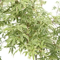 Acer Palmatum Butterfly : C3L H.40/60cm