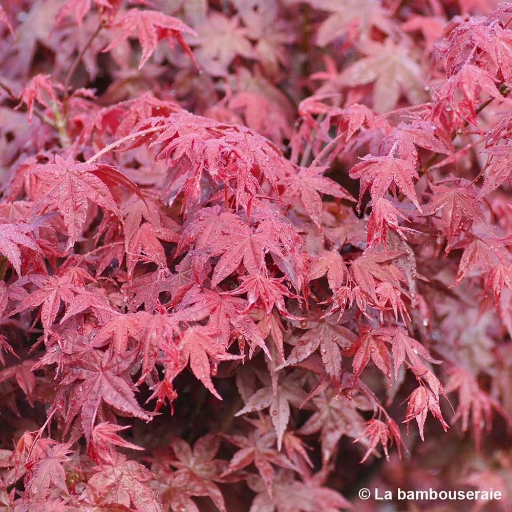 Acer Palmatum "Deshojo" C3L H.40/60cm 2 Acer Palmatum "Deshojo" C3L H.40/60cm – Image 2
