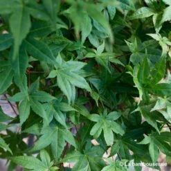 Acer Palmatum "Deshojo" C3L H.40/60cm 5 Acer Palmatum "Deshojo" C3L H.40/60cm -Ryobi Jardin Boutique 748262 002