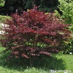 L'Acer Palmatum Fireglow : C3L H.40/60cm -Ryobi Jardin Boutique 748268 001