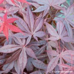 L'Acer Palmatum Fireglow : C3L H.40/60cm -Ryobi Jardin Boutique 748268 002