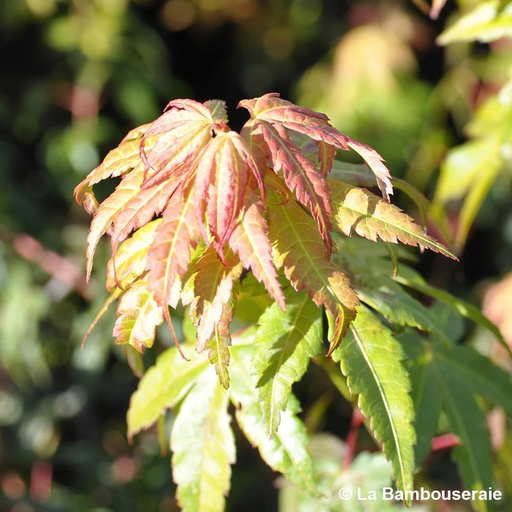 Acer Palmatum Katsura : C7L H.60/80cm 5 Acer Palmatum Katsura : C7L H.60/80cm – Image 5