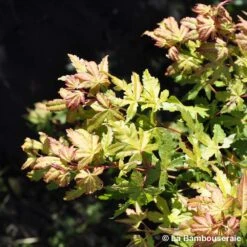 Acer Palmatum Katsura : C7L H.60/80cm 8 Acer Palmatum Katsura : C7L H.60/80cm -Ryobi Jardin Boutique 748269 002